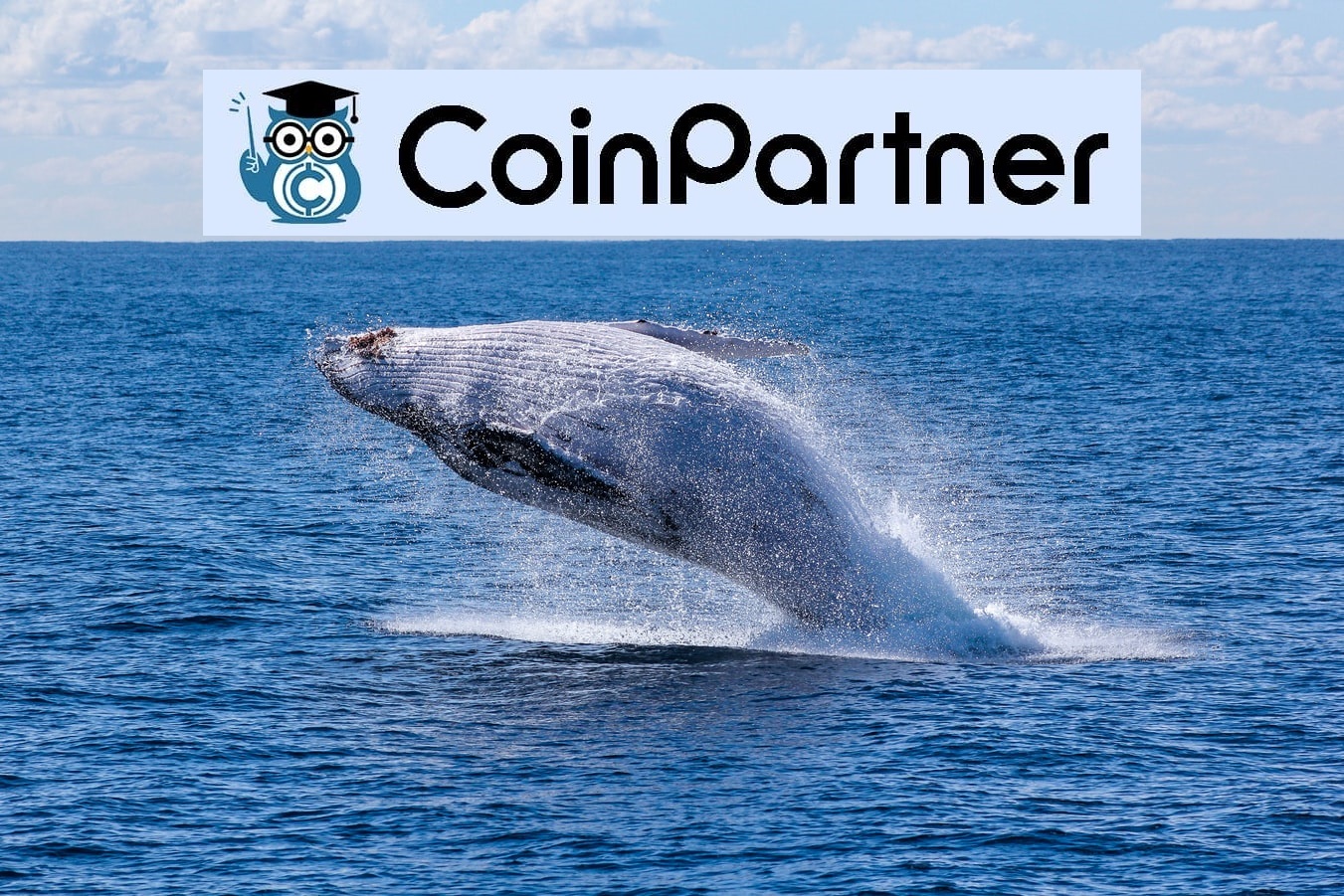 クジラ警報が発見】最大のビットコインクジラであるサトシ・ナカモト氏は約1兆1,690億円分を保有か – CoinPartner(コインパートナー)