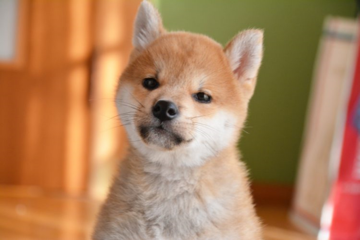 ドージコイン(DOGE)、アメリカ国内46の州・1,800台のATMで購入可能に – CoinPartner(コインパートナー)