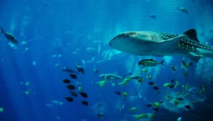 仮想通貨クジラ、現実世界資産のトークン化に注力する「ONDO」を蓄積中