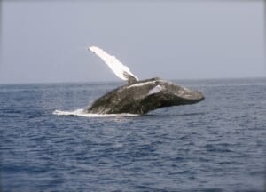 ビットコインサメとクジラのBTC保有量が増加｜流通量の66％以上に相当